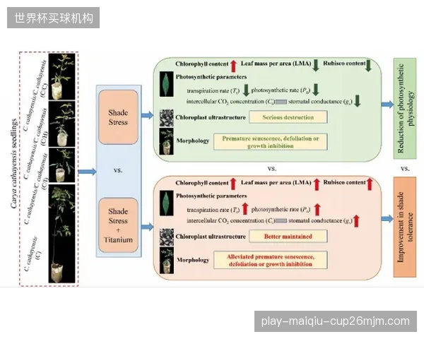 突尼斯后勤团队面临跨时区恢复难题，球员生理周期管理进入精细化操作阶段。